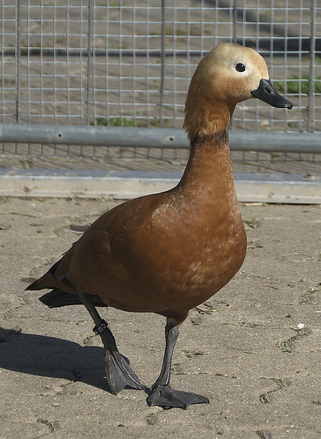 避免了传统