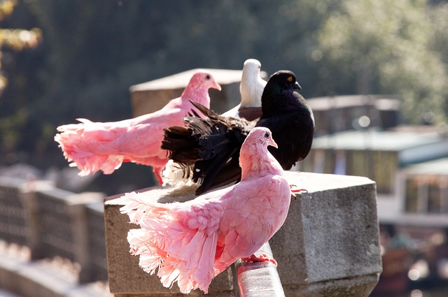 勝負難分 勝負難分